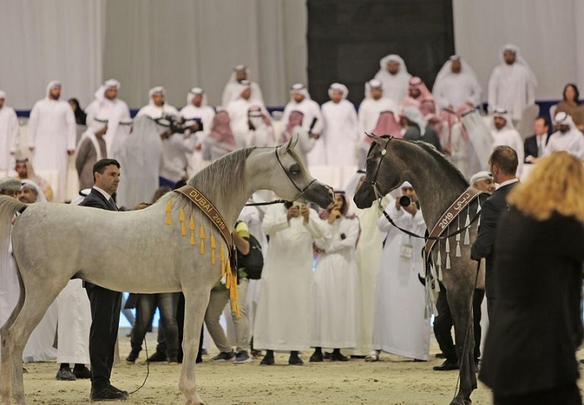 中东迪拜马术马具展览会（DIHF ）